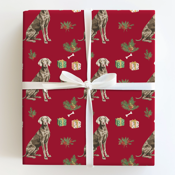 Weimaraner at Christmastime