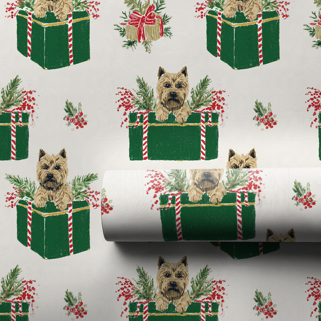 Cairn Terrier Surprise