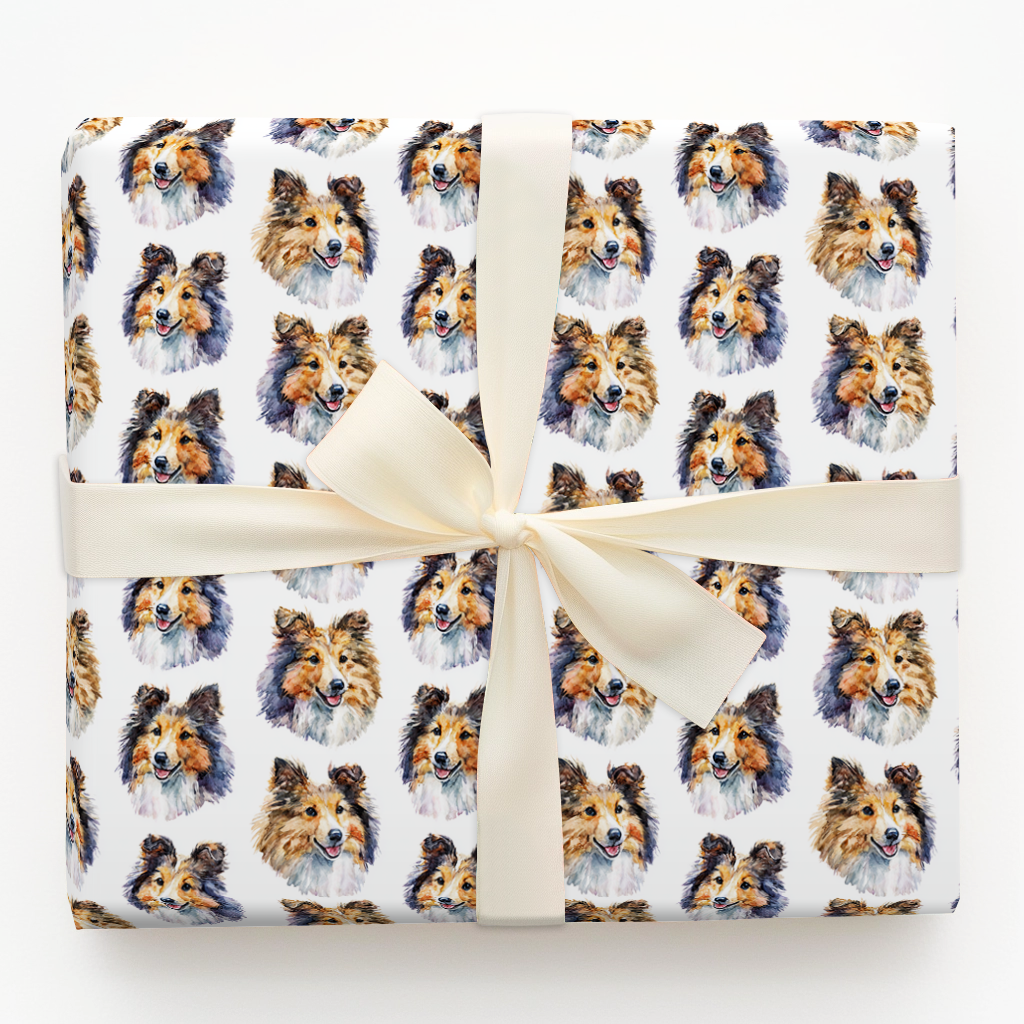 Shetland Sheepdog
