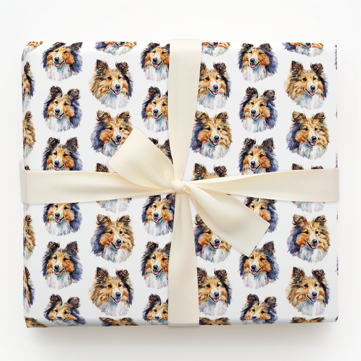 Shetland Sheepdog
