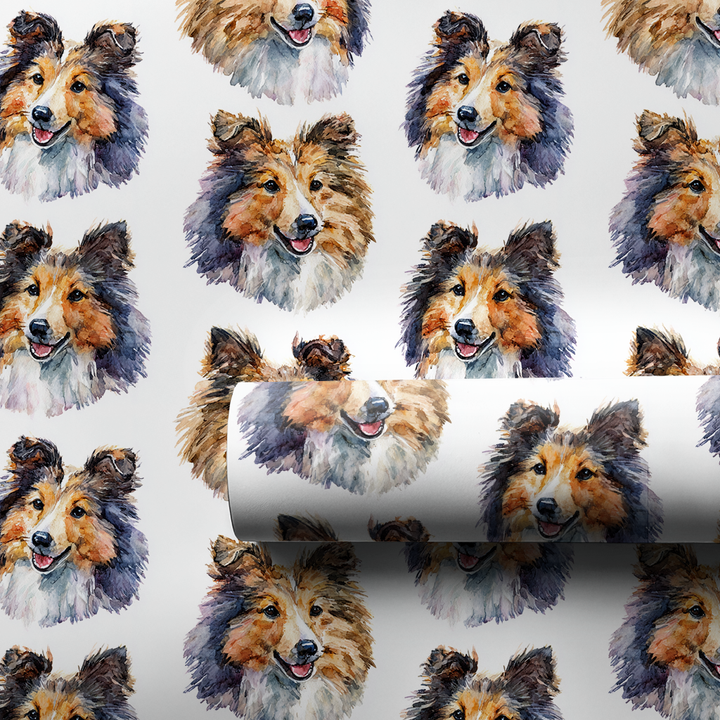 Shetland Sheepdog