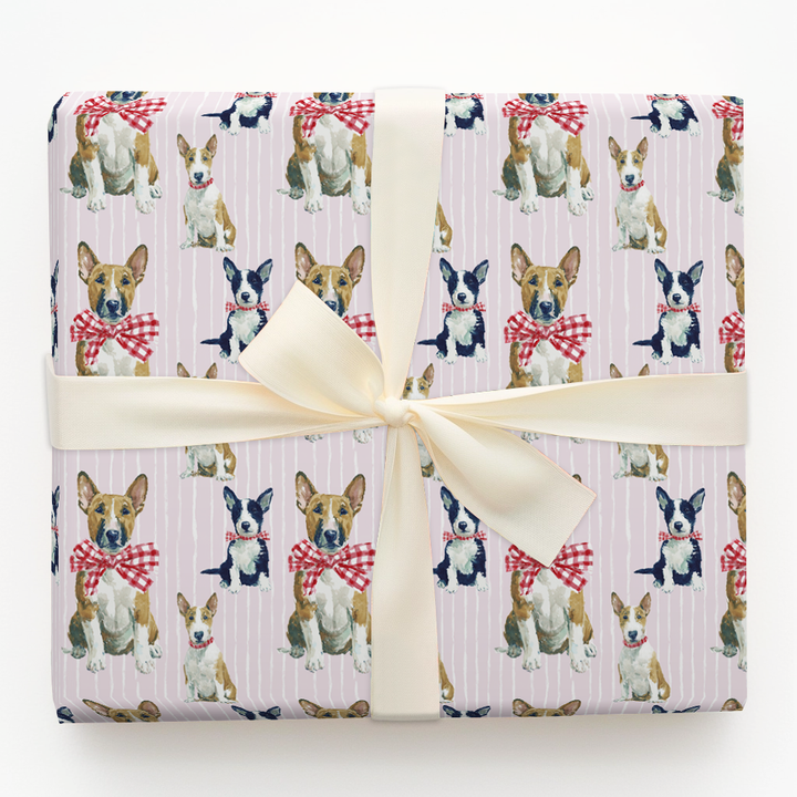 Wrapped Up Bull Terriers