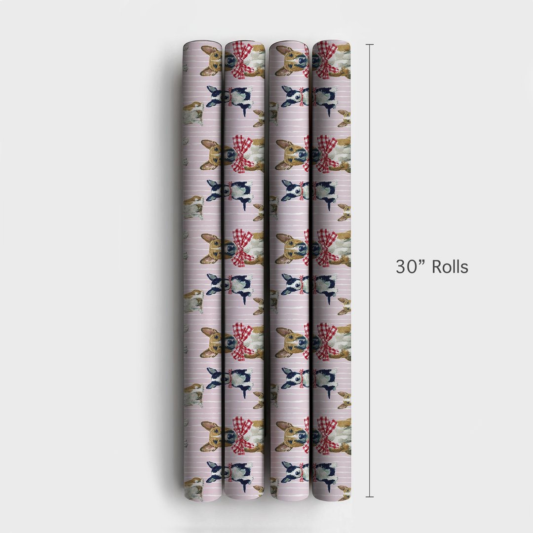 Wrapped Up Bull Terriers