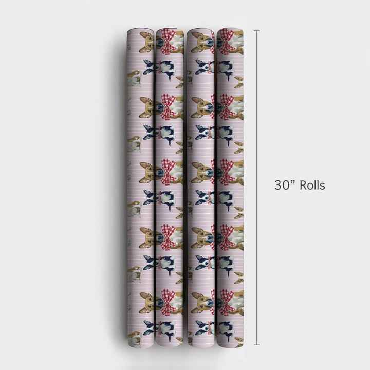 Wrapped Up Bull Terriers