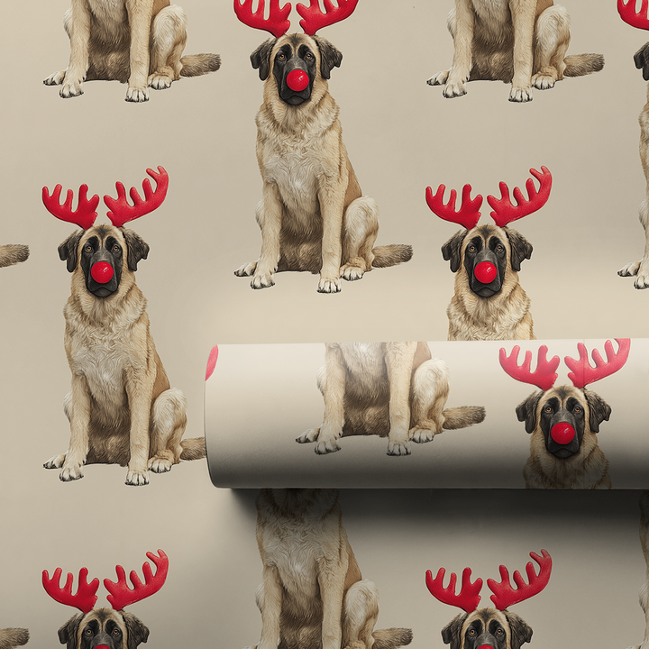 Rudolph the Anatolian Shepherd