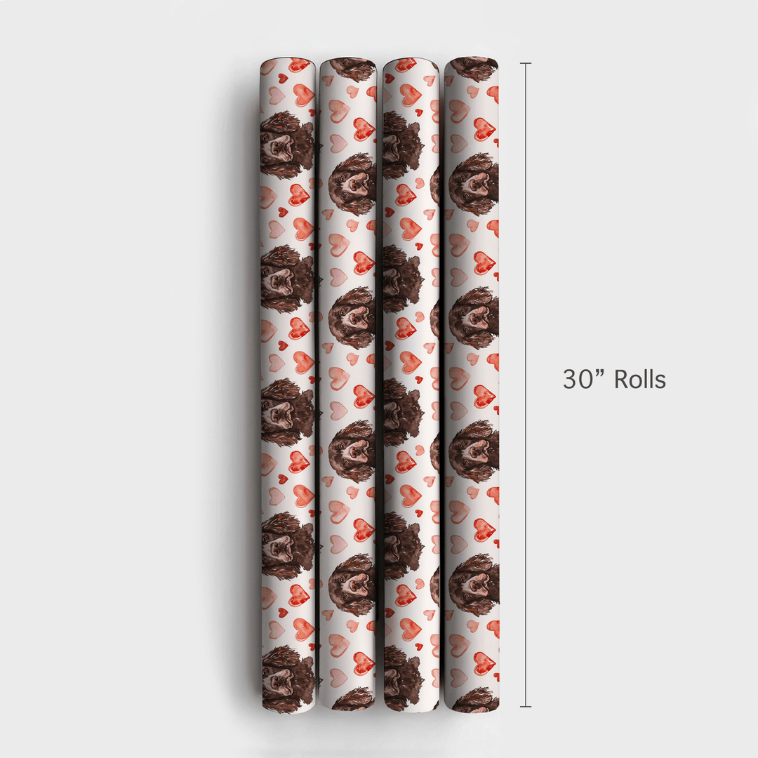 Boykin Spaniel Valentine - Wrapping Paper - Aspen & Arlo