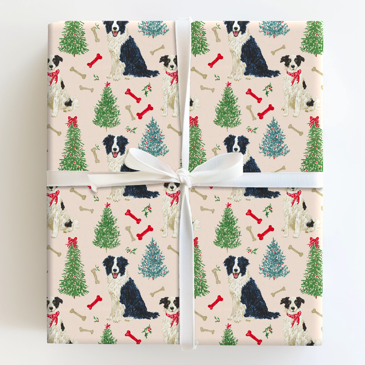 Border Collie Blush Christmas