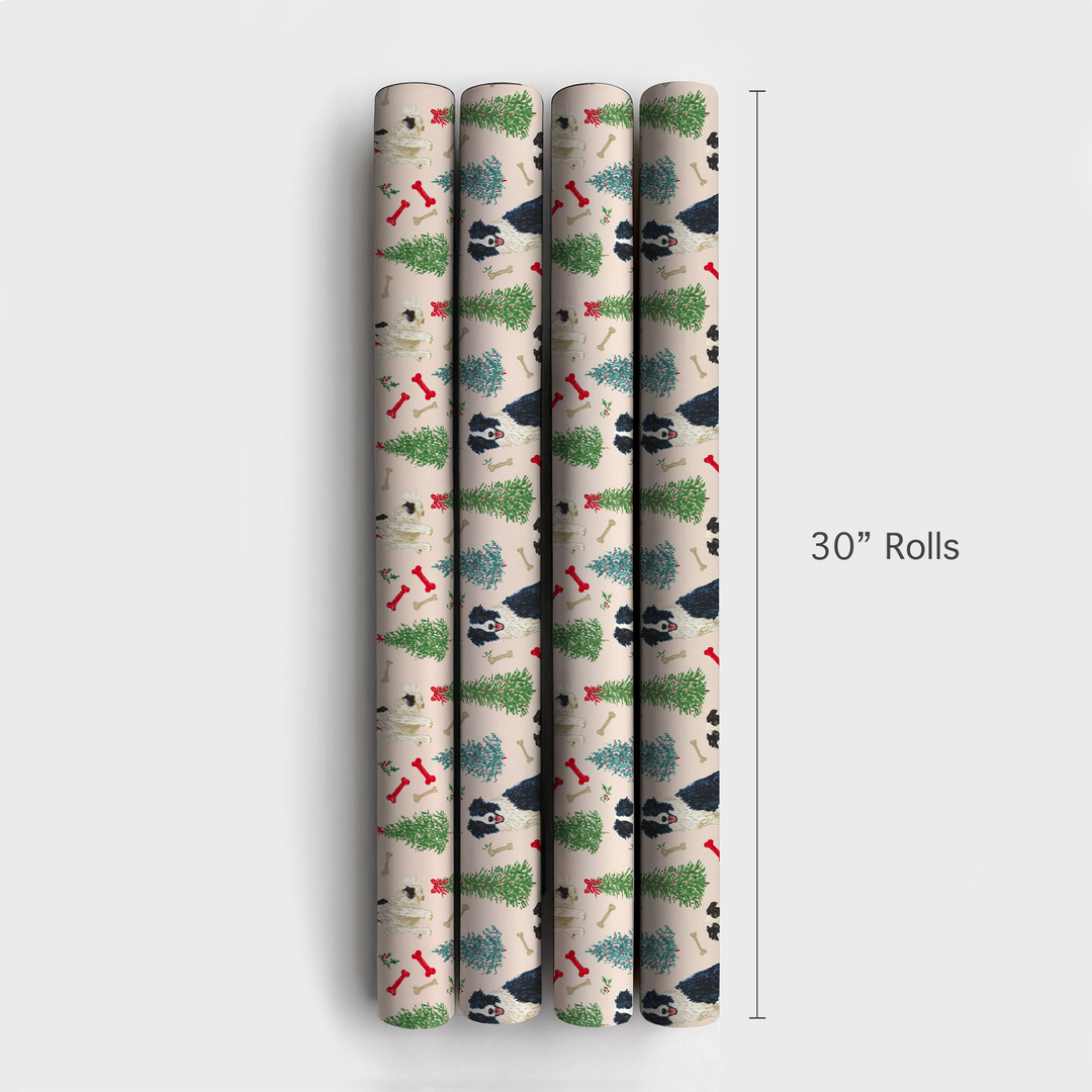 Border Collie Blush Christmas