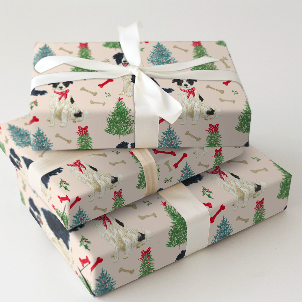 Border Collie Blush Christmas