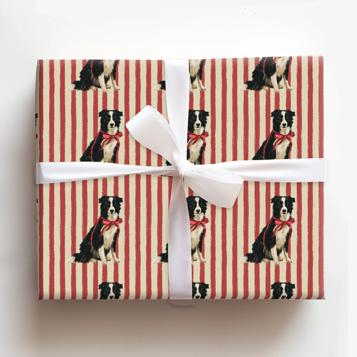 Border Collie Christmas Stripes