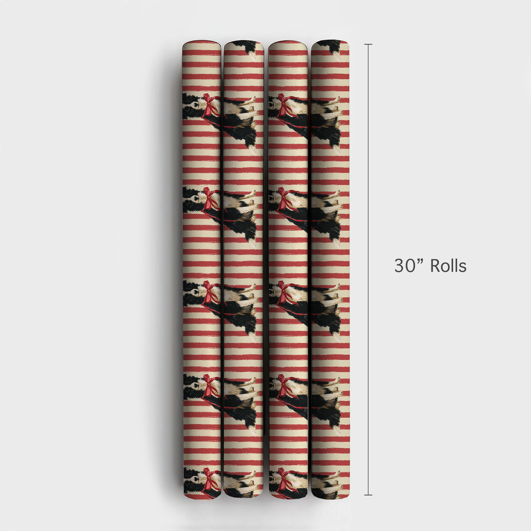 Border Collie Christmas Stripes