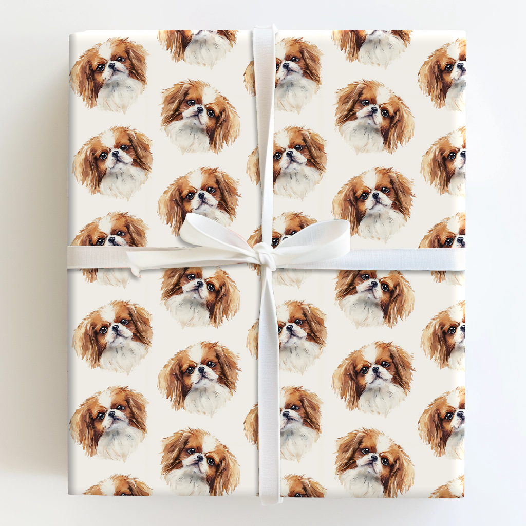 Sable Japanese Chin