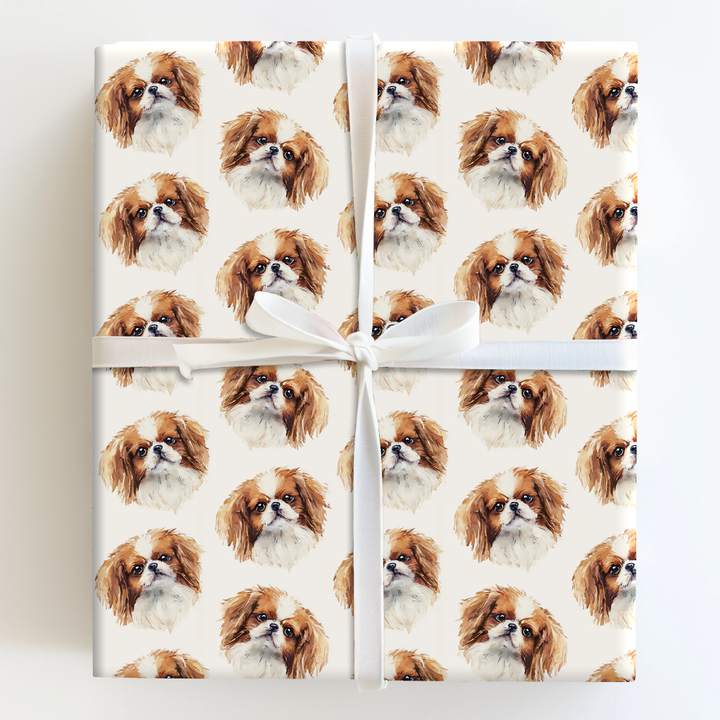 Sable Japanese Chin