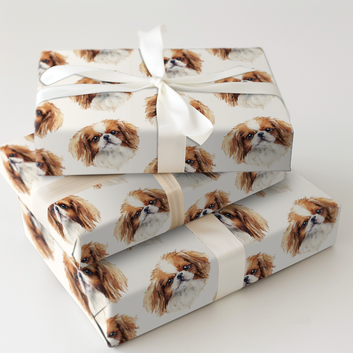 Sable Japanese Chin