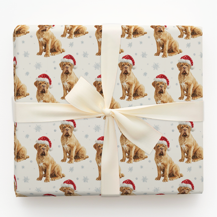 Baby French Mastiff Claus