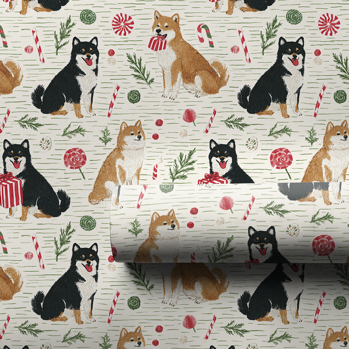 Shiba Present Showdown