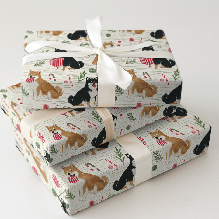 Shiba Present Showdown