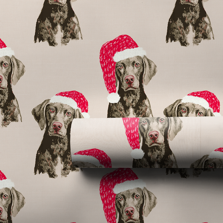 Weimaraner Claus
