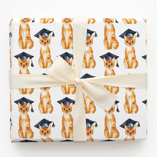 Abyssinian Graduate