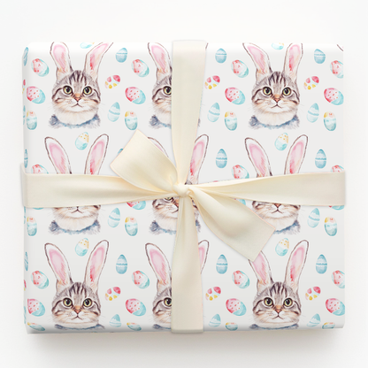 American Shorthair Bunny