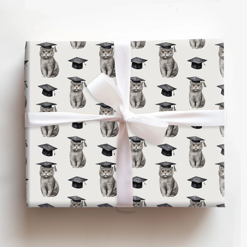 British Shorthair Graduate