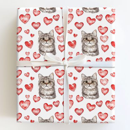 British Shorthair Valentine