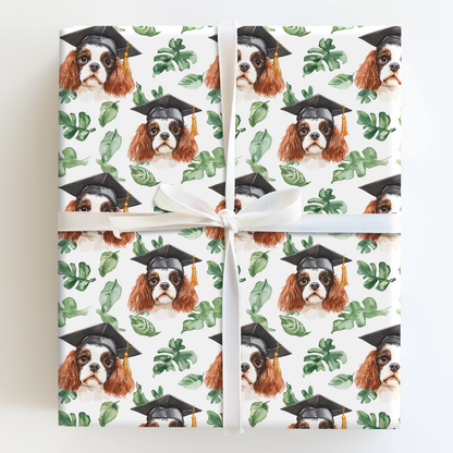 Cavalier King Charles Graduate