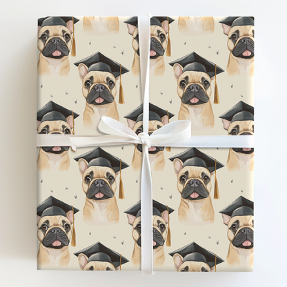 Tan Frenchie Graduate